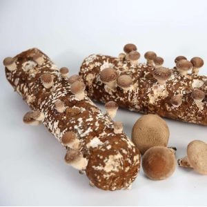 Shiitake substrat odlad i hemmet